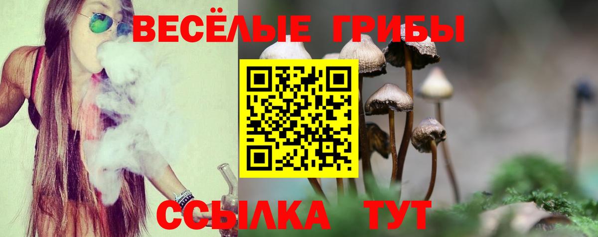 Псилоцибиновые грибы Psilocybe Новочеркасск